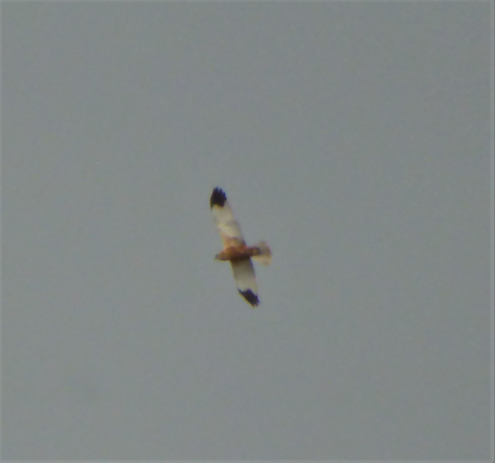 Falco di palude (Circus aeruginosus) 